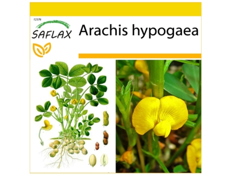 SAFLAX Conjunto de cultivo Cacahuete 8 semillas Con mini invernadero, sustrato de cultivo y 2 macetas Arachis hypogaea