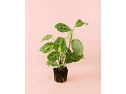 Maranta abigarrada | Planta tropical de interior resistente y apta para mascotas | Pur Plant