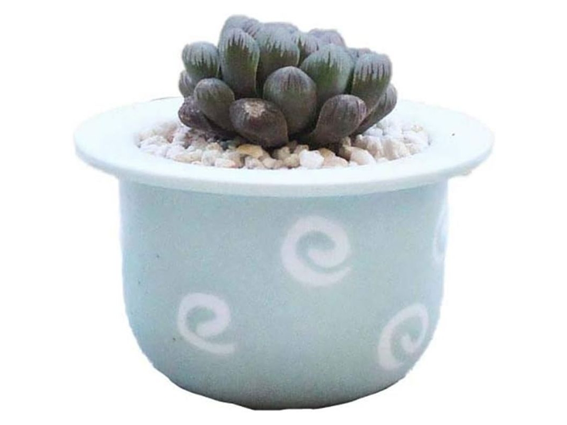 Mini Macetas Para Suculentas - Modernas - Cactus - Cerámica - Decoración De Interiores (verde)