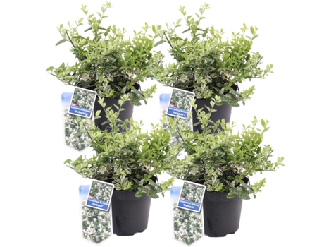 Arbustos - PLANT IN A BOX - Euonymus Harlequin - Set de 4 - Maceta 17cm - Altura 20-30cm