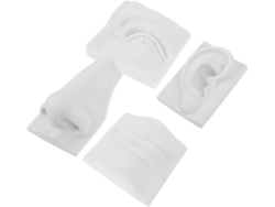Modelo De Dibujo De Yeso Blanco Para Aprender Rasgos Faciales