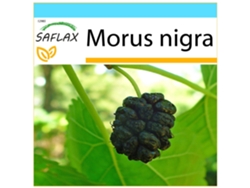 SAFLAX Set de regalo Mora negra 200 semillas Con caja de regalo, etiqueta de envío, tarjeta de regalo y sustrato de cultivo. Morus nigra