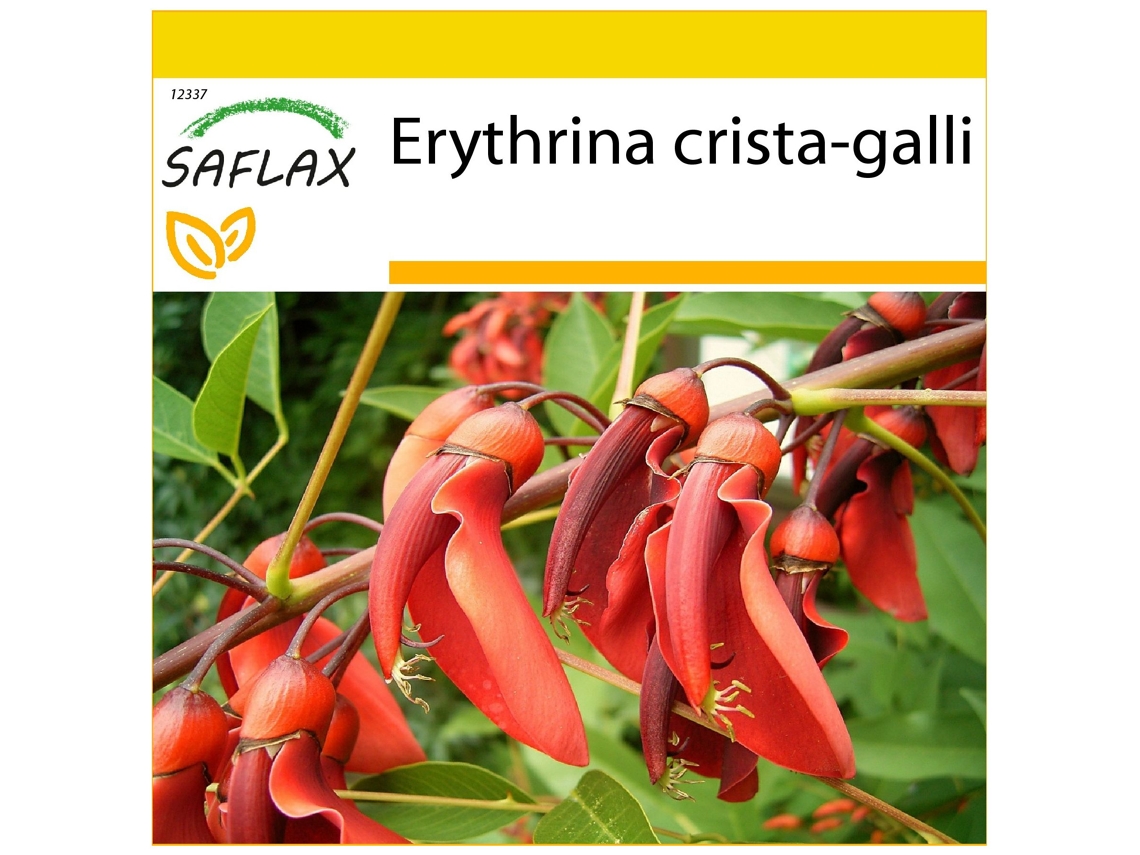 SAFLAX Conjunto de cultivo Árbol del coral 6 semillas Con mini invernadero, sustrato de cultivo y 2 macetas Erythrina crista-galli