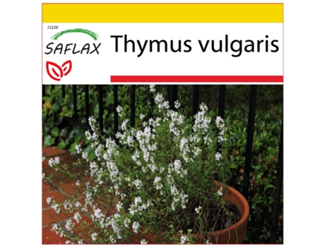 SAFLAX Conjunto de cultivo Tomillo 200 semillas Con mini invernadero, sustrato de cultivo y 2 macetas Thymus vulgaris