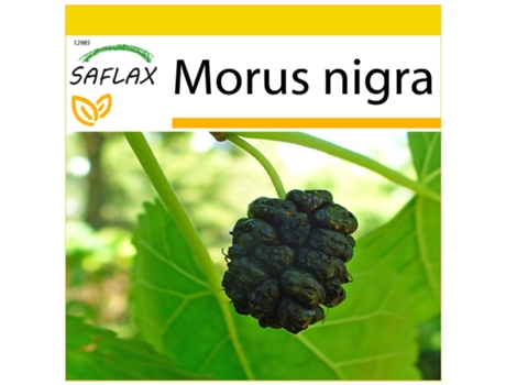SAFLAX Conjunto de cultivo Mora negra 200 semillas Con mini invernadero, sustrato de cultivo y 2 macetas Morus nigra