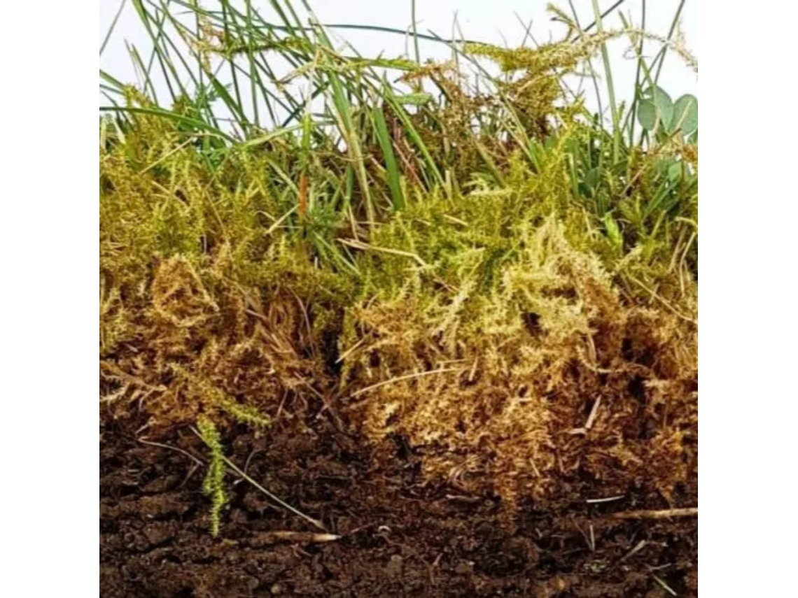 Concentrado Bioestimulante Marino Orgánico Alga Natura Boost | 5 Litros | 100% Natural Vetonek