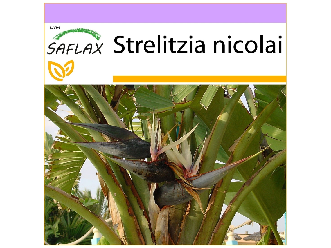 SAFLAX Ave del Paraíso gigante 5 semillas Strelitzia nicolai