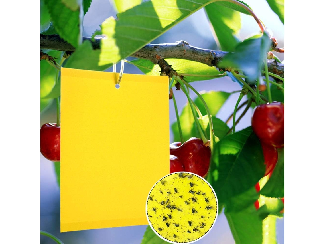 HYMNORA 20 Piezas Trampa Amarilla Doble Cara para Insectos, para Invernadero y Exterior, Mosquitos Fungosos, Pulgones, Mosca Blanca (15x20cm)