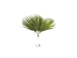 Palmitos | Flor Natural | Ramo de 10 tallos | Verde | 60cm de alto