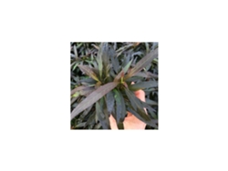 Hygrophila Corymbosa Var Angustifolia