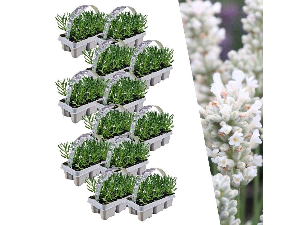 Lavanda blanca perfumada 72 Lavanda Angustifolia | plantas de lavanda resistentes | lavanda verdadera | plantas de jardin | 72 x Ø7 cm | 15 centímetros