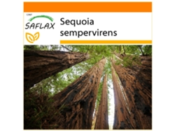 SAFLAX Garden in the bag Secuoya roja 50 semillas Con sustrato de cultivo en una práctica bolsa automontable Sequoia sempervirens