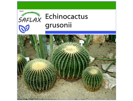 SAFLAX Asiento de suegra 40 semillas Con sustrato de cultivo libre de gérmenes Echinocactus grusonii