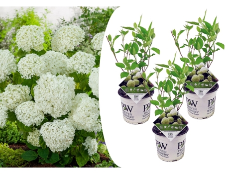 Hortensias - PLANT IN A BOX - Hydrangea Strong Annabelle - Set de 2 - Maceta 19cm - Altura 30-40cm