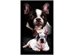 Toalla De Playa Microfibra Dos Bulldogs Franceses