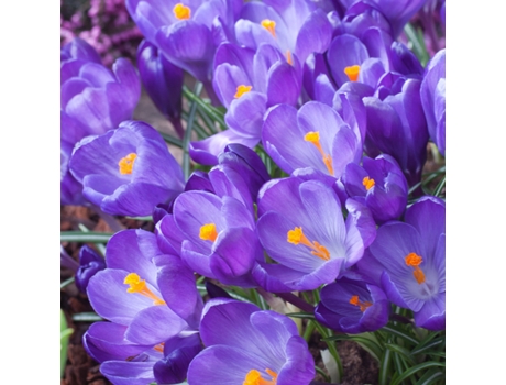 Bulbos de flor - PLANT IN A BOX - Crocus Ruby Giant - Set de 100 - Maceta 0cm - Altura 0cm