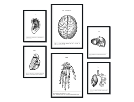 Set de 6 Poster NACNIC Órganos (A3, A4)