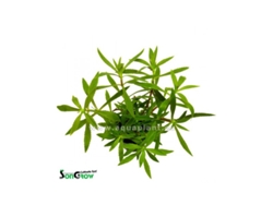 Limnophila Hippuridoides/aromatica