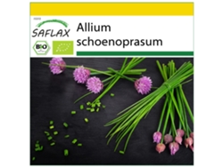 SAFLAX Conjunto de cultivo Ecológico Cebollino 250 semillas Con mini invernadero, sustrato de cultivo y 2 macetas Allium schoenoprasum
