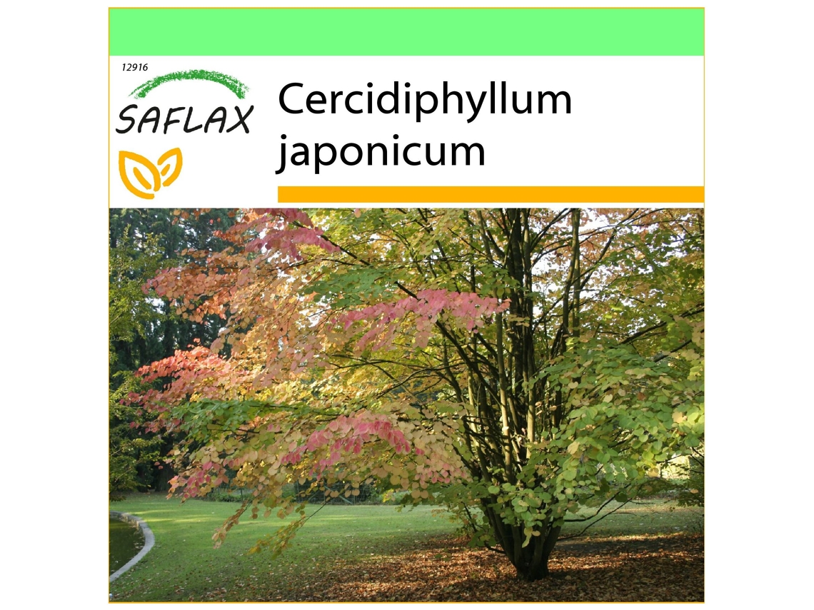 SAFLAX Garden to go Árbol de Katsura 200 semillas Con maceta, tapa climática y sustrato de cultivo Cercidiphyllum japonicum