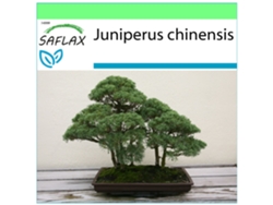 SAFLAX Garden to go Enebro de la China 30 semillas Con maceta, tapa climática y sustrato de cultivo Juniperus chinensis