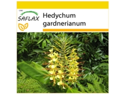 SAFLAX Conjunto de cultivo Jengibre amarillo 10 semillas Con mini invernadero, sustrato de cultivo y 2 macetas Hedychum gardnerianum