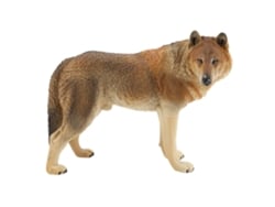Bj-coleção De Figuras De Animais Selvagens Simuladas Brinquedos Modelo Decoração Ornamental (2)