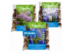Caja de bulbos de flores sorpresa azul, organizador de bulbos de flores XXL.