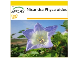 SAFLAX Conjunto de cultivo Belladona del país 100 semillas Con mini invernadero, sustrato de cultivo y 2 macetas Nicandra Physaloides