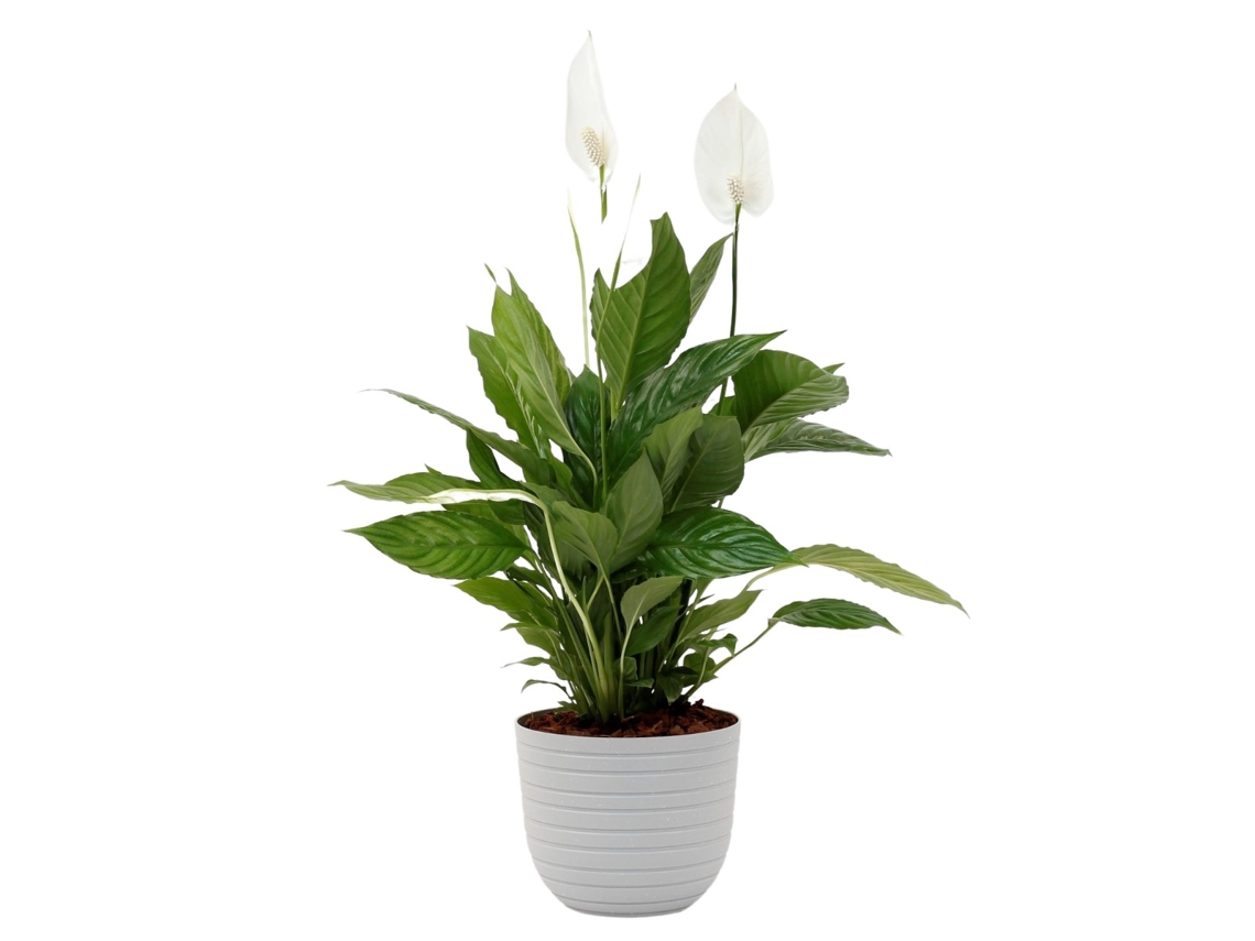 Planta Natural BIOMA PLANTS Spathiphyllum Vivaldi c/Florero (Biodegradable, Caliza - Blanco - 60-70 cm)