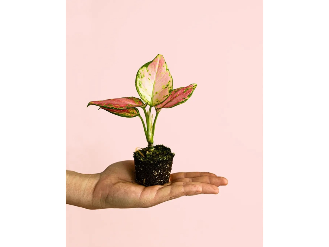 Aglaonema Pink Mini | Planta decorativa natural de interior | Pur Plant