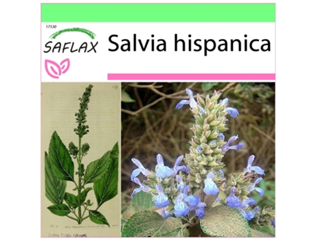 SAFLAX Garden to go Chía 500 semillas Con maceta, tapa climática y sustrato de cultivo Salvia hispanica