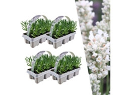 Lavanda blanca perfumada 24 Lavanda Angustifolia | plantas de lavanda resistentes | lavanda verdadera | plantas de jardin | 24 x Ø7 cm | 15 centímetros