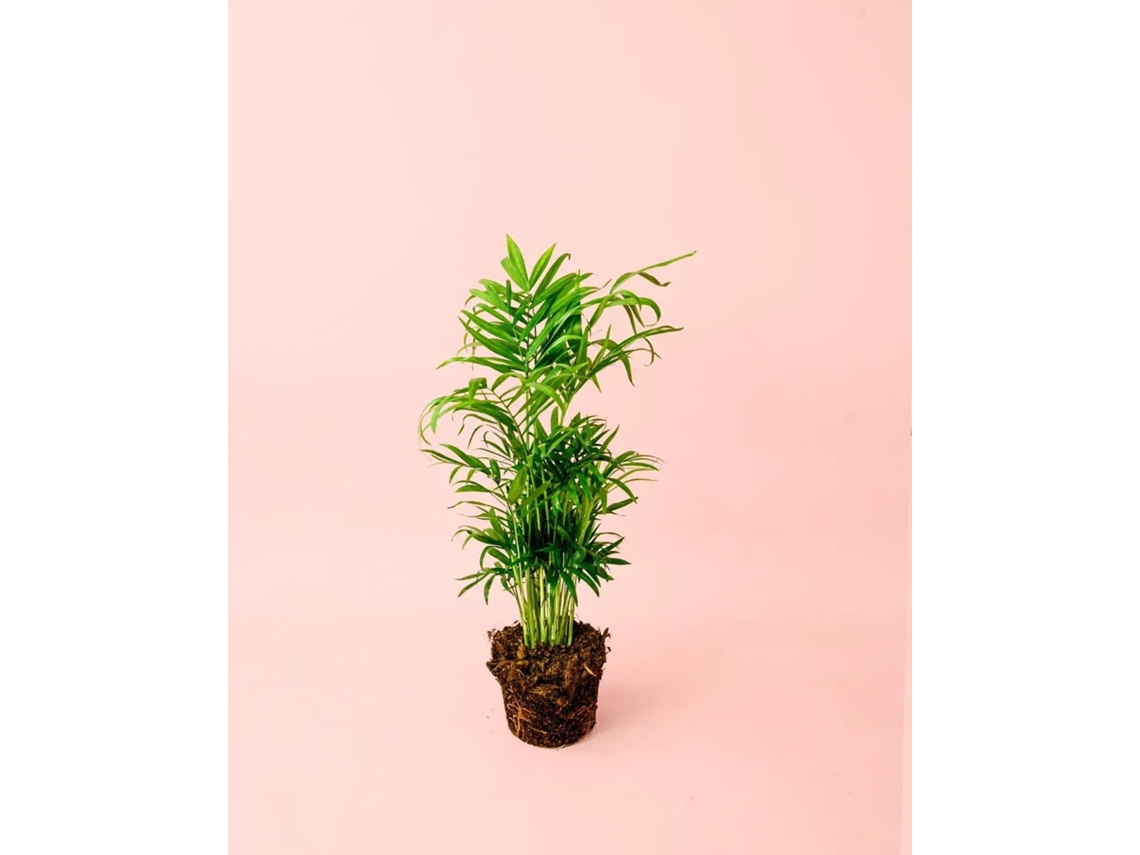 Chamaedorea Elegans 9 cm | Palmera de interior | Pur Plant