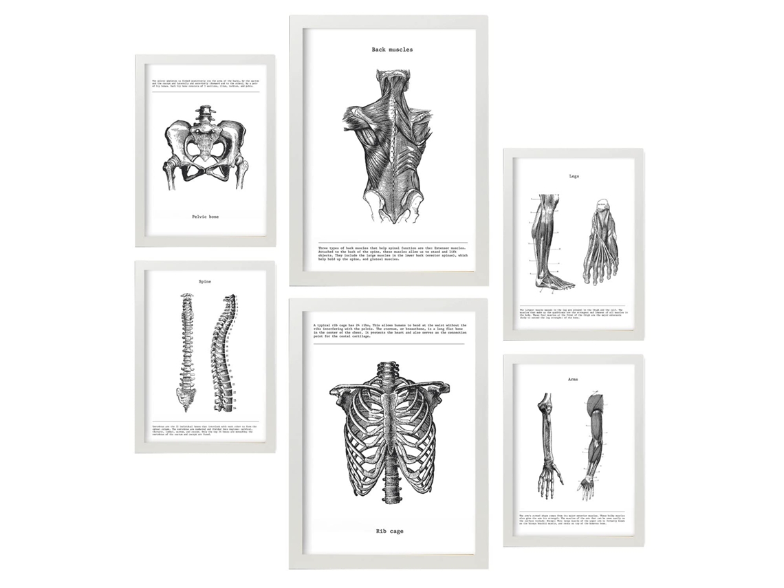 Set de 6 Poster NACNIC Anatomía (A3, A4)
