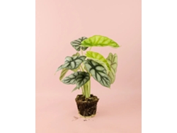Alocasia Silver Dragon | Planta tropical de interior elegante y resistente | Pur Plant