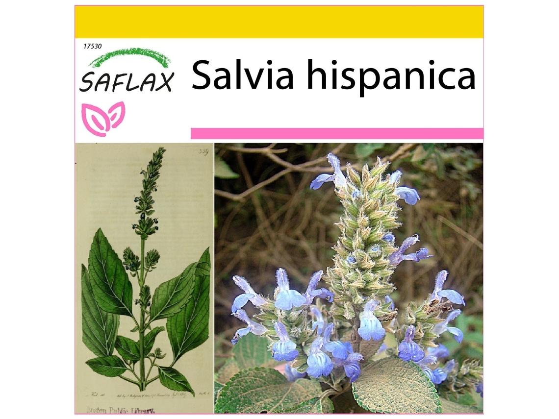 SAFLAX Conjunto de cultivo Chía 500 semillas Con mini invernadero, sustrato de cultivo y 2 macetas Salvia hispanica