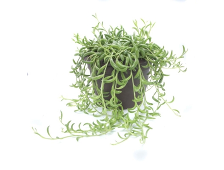 Hanging plants - PLANT IN A BOX - Senecio radicans - Set de 1 - Maceta 12cm - Altura 10-20cm
