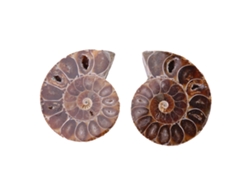 2 piezas de concha fósil de amonites de Madagascar, muestra mineral natural de 4 cm
