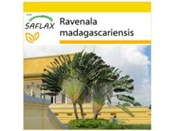 SAFLAX Conjunto de cultivo Árbol del viajero 8 semillas Con mini invernadero, sustrato de cultivo y 2 macetas Ravenala madagascariensis