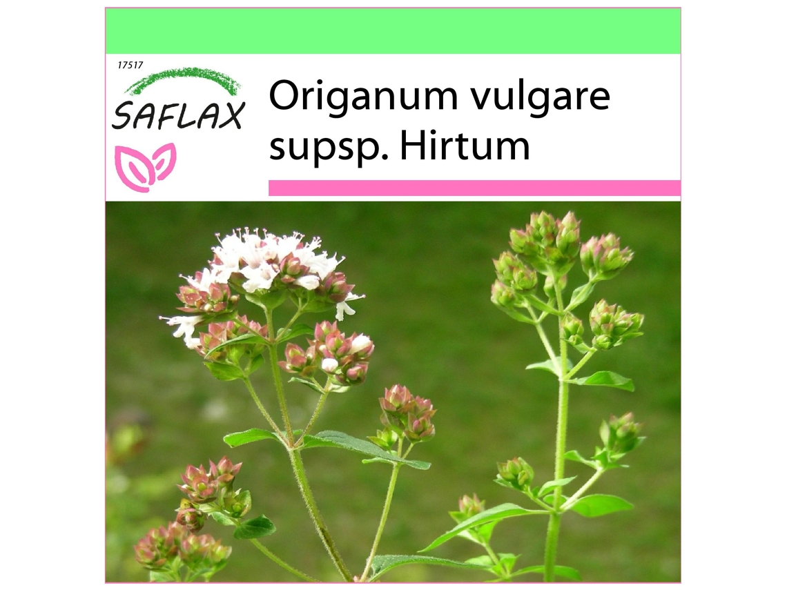 SAFLAX Garden to go Orégano griego 600 semillas Con maceta, tapa climática y sustrato de cultivo Origanum vulgare supsp. Hirtum