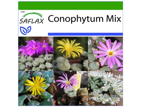 SAFLAX Conophytum Mix 40 semillas Con sustrato de cultivo libre de gérmenes Conophytum Mix