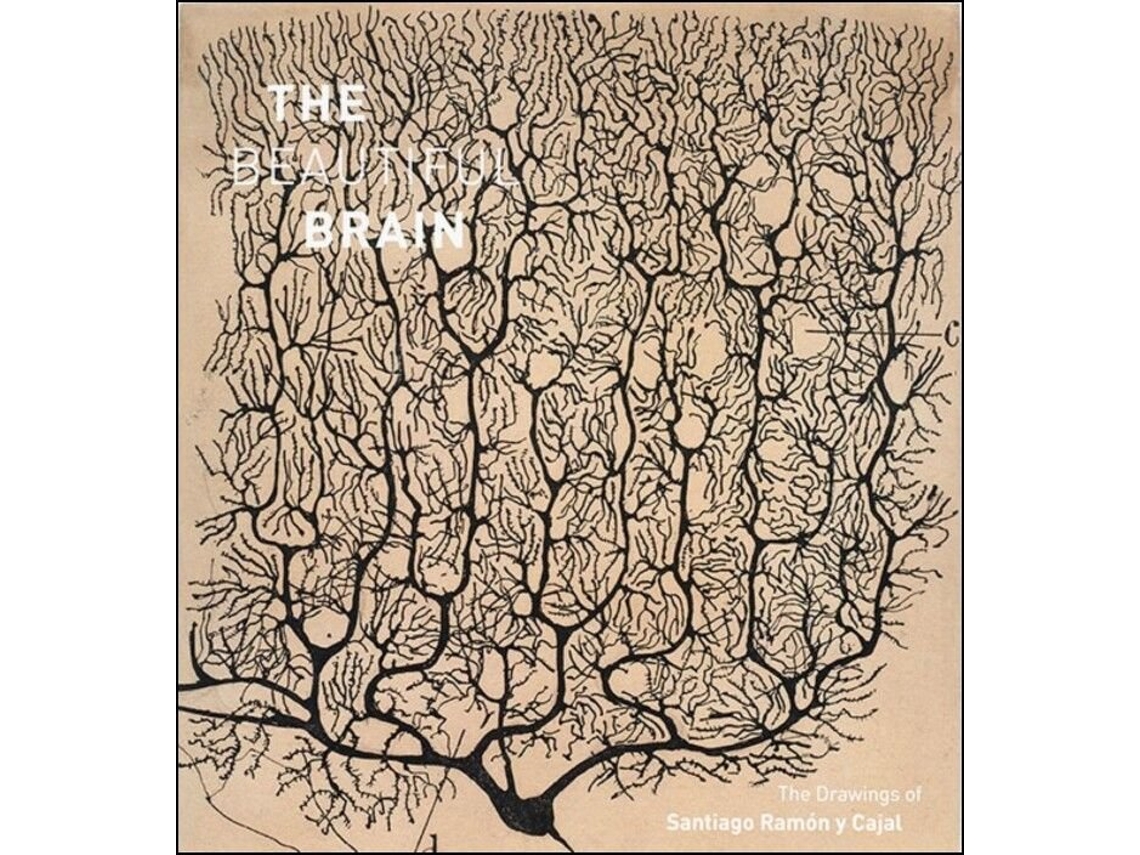 Libro Beautiful Brain de Larry W Swanson, Eric Newman et al. (Inglés - Tapa Dura)