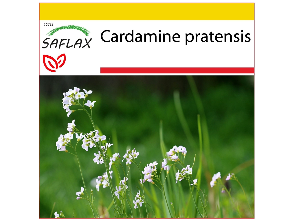 SAFLAX Conjunto de cultivo Flor de cuco del prado 100 semillas Con mini invernadero, sustrato de cultivo y 2 macetas Cardamine pratensis
