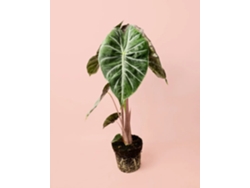 Alocasia Dragón Rosa | Planta tropical de interior elegante y resistente | Pur Plant