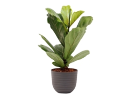 Planta Natural BIOMA PLANTS Ficus Lyrata c/Florero (Biodegradable, Vulcano - Gris - 60-70 cm)