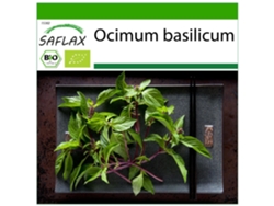 SAFLAX Ecológico Albahaca tailandesa 250 semillas Con sustrato de cultivo libre de gérmenes Ocimum basilicum