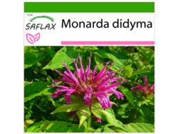 SAFLAX Bergamota silvestre 20 semillas Con sustrato de cultivo libre de gérmenes Monarda didyma