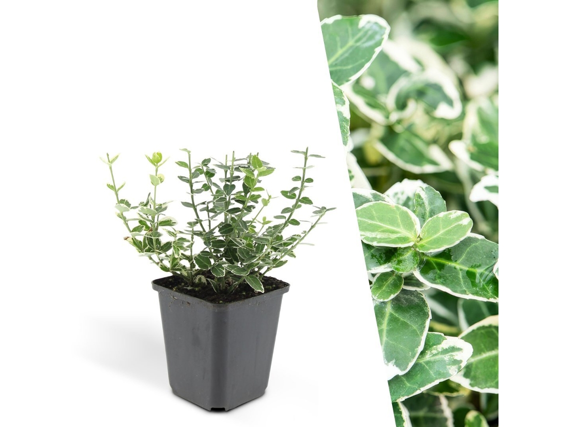6 arbustos fusiformes coloridos: Euonymus 'emerald 'n Gaity' con cobertura vegetal resistente - Plantas de Frank