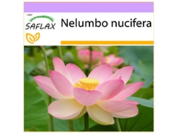 SAFLAX Lloto sagrado 8 semillas Nelumbo nucifera